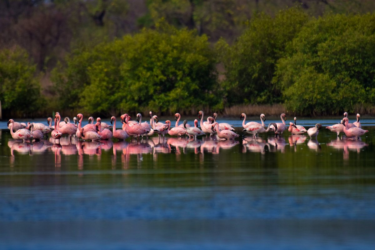 ShivaJmc12's tweet photo. The Pink Lives living in Harmony!
#lesserflamingos @pargaien @UKNikon #indiaves @Natures_Voice #ThePhotoHour @NikonIndia #birdphotography @world_the_bird #birds #birdwatching #BBCWildlifePOTD #BirdsSeenIn2022 #TwitterNatureCommunity @amazingbirds11 @natgeowild @NatGeoIndia https://t.co/Fs34yJSCXS