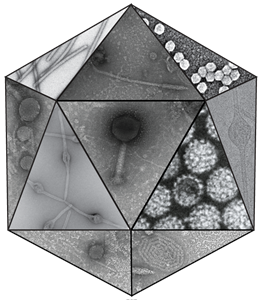 JInvertPathol's tweet photo. Metagenomic viruses: Classification of viruses known only from high-throughput sequence data - Robert Harrison @SocInvPathol #SIP22

Fantastic outline of the ICTV virus species acceptance process pertaining to metagenomic data, and the importance of the committee https://t.co/ZnwivJmcBa