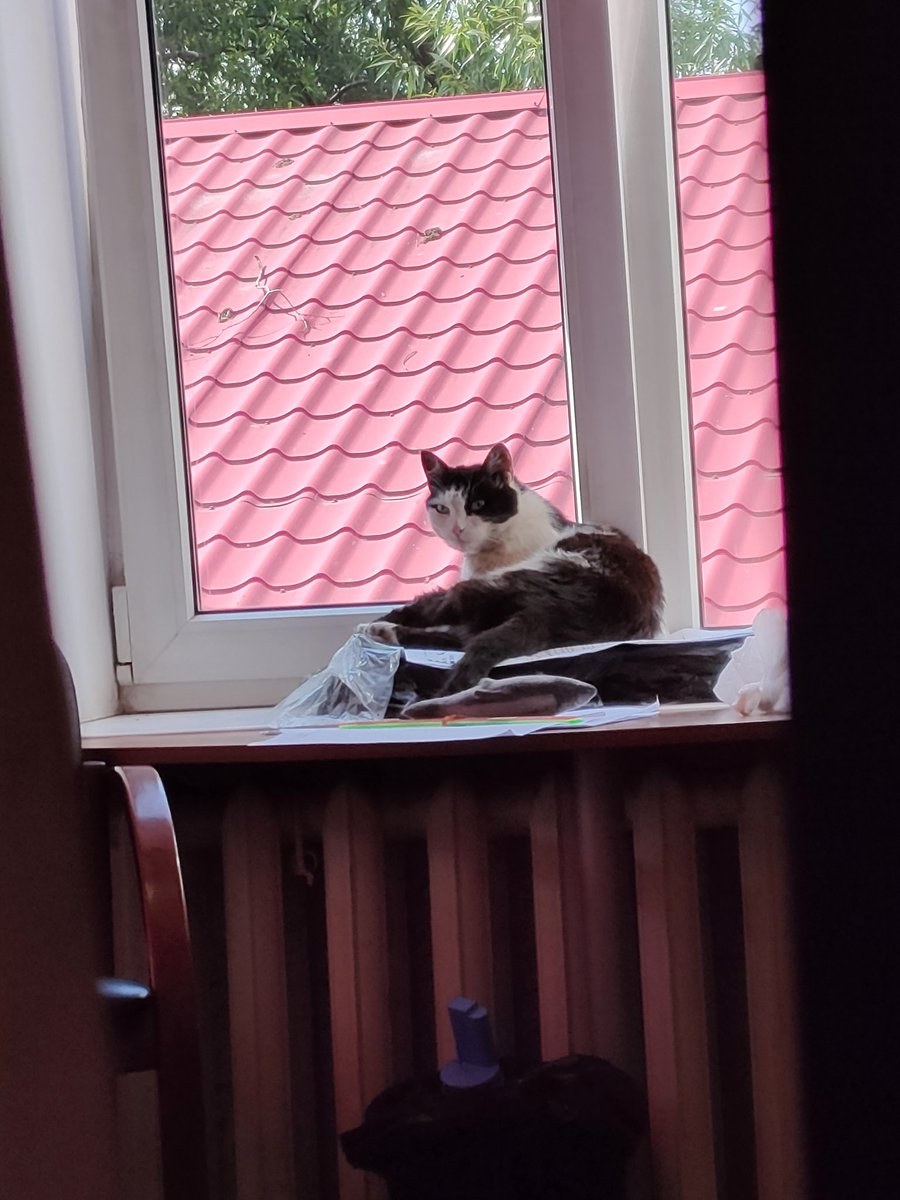 FairyNary's tweet photo. Я уволилась из офиса и единственное по кому буду скучать так это вот это создание которое меня всегда встречало (кста зовут Муся) 
:")

P.S. на память обо мне купила ей плюшевую рыбку с кошачьей мятой https://t.co/3cGjU0amTT