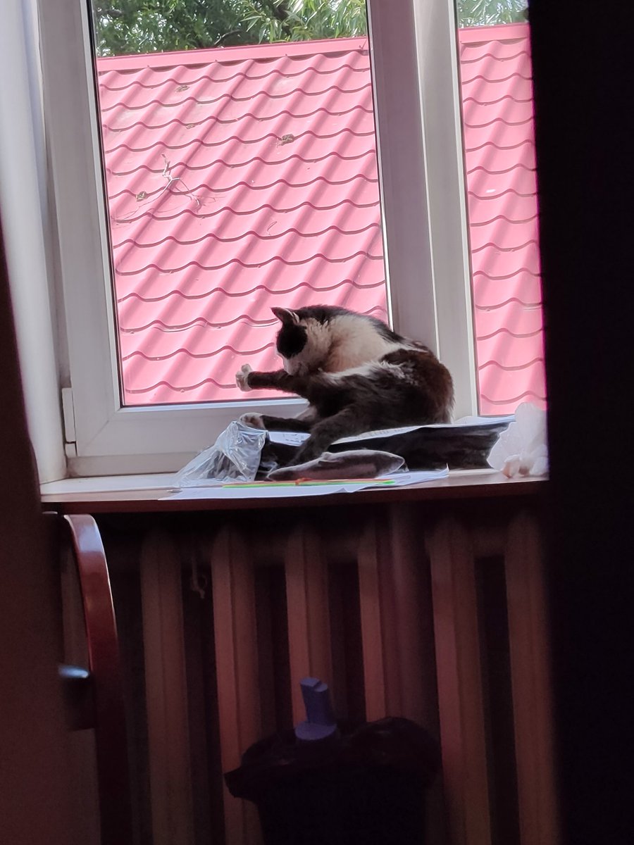 FairyNary's tweet photo. Я уволилась из офиса и единственное по кому буду скучать так это вот это создание которое меня всегда встречало (кста зовут Муся) 
:")

P.S. на память обо мне купила ей плюшевую рыбку с кошачьей мятой https://t.co/3cGjU0amTT