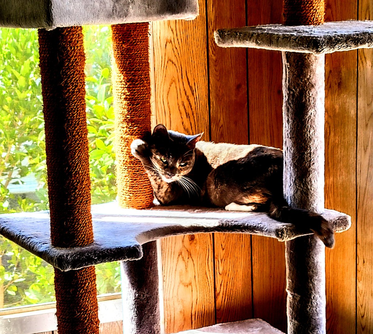 cd105's tweet photo. @Hedgewatchers @onlytreatsnbldg Welcome to #Hedgewatch Silas, Francis and Peggy!!! Olive says Happy to have you!!! Happy Wednesday and Happy #Hedgewatch #olivetheotherkitty #catdaddy #HappyWednesday #3for1special #CatsOfTwitter https://t.co/w2sldPk3Lx