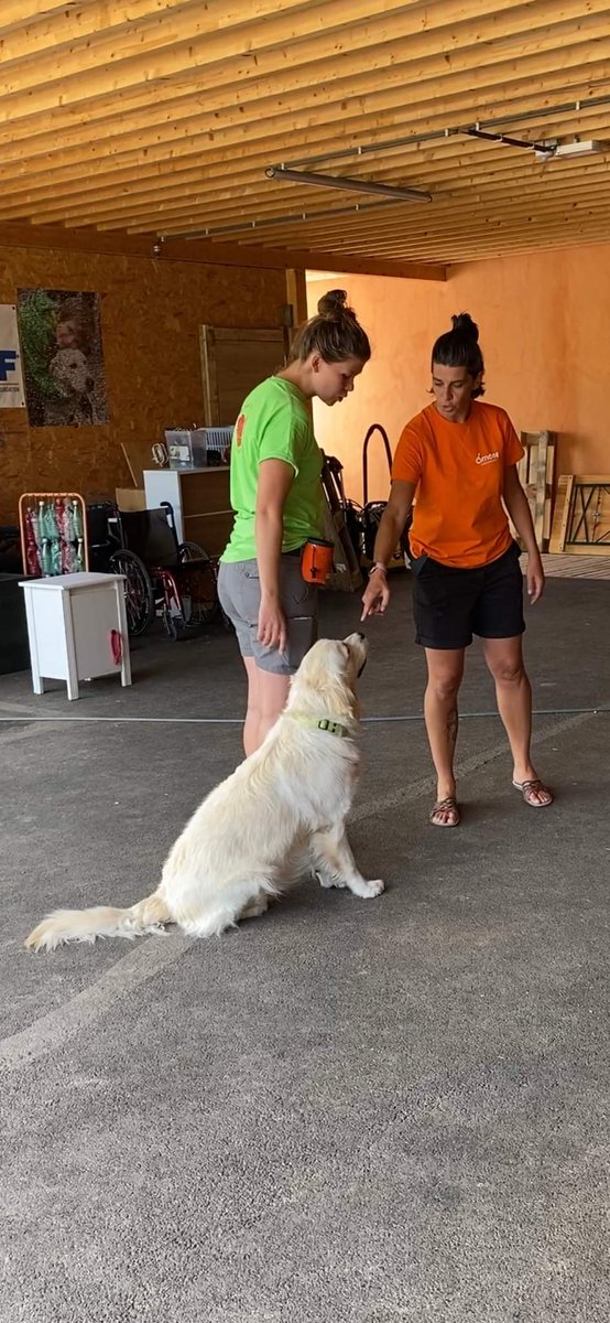 ASBL Os'mose (@osmoseasbl) on Twitter photo 2 colors, 2 organization, 2 countries. But the same goal : exchanging to improve the quality of our #assistancedogs. It's also that to ne part of <a href="/adiintl/">Assistance Dogs International</a> 💙💛 theme of the day : walking in leash with dog in totally silence
#servicedog #training #improve 2 colors, 2 organization, 2 countries. But the same goal : exchanging to improve the quality of our #assistancedogs. It's also that to ne part of <a href="/adiintl/">Assistance Dogs International</a> 💙💛 theme of the day : walking in leash with dog in totally silence
#servicedog #training #improve
