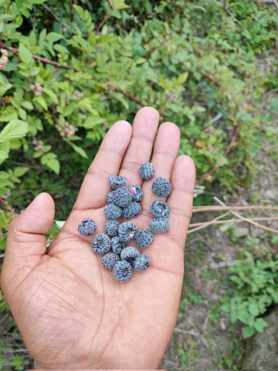 Musafir_Naresh's tweet photo. किसी को इसका नाम पता है...…?
आपके यहां इसे किस नाम से बोला जाता है...?
.
.
#Uttarakhand #jonsar #garhwal #traditional #fruits https://t.co/uJ7lc76mGw