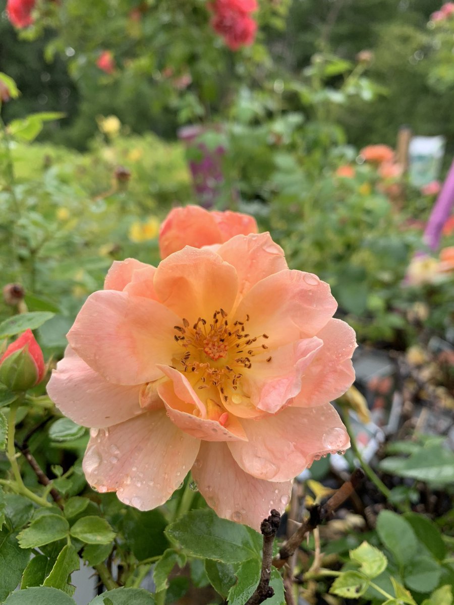 hollandparkgl's tweet photo. Life gets a little busy that we forget to stop and smell the roses🌹
At Last Rose $34.99
#dundas #fragrantroses #roses #gardencentre #hollandpark #gardengallery #stationhome https://t.co/KAAUACaow2