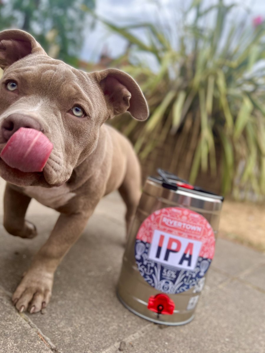 No caption should be necessary. 😩🥹

Say hi to Ode, beautifully modelling our IPA mini keg! 😍

Grab your Rivertown mini kegs from the link in the bio! A great gift, personal treat or even for puppy photo ops! 😭 #rivertown