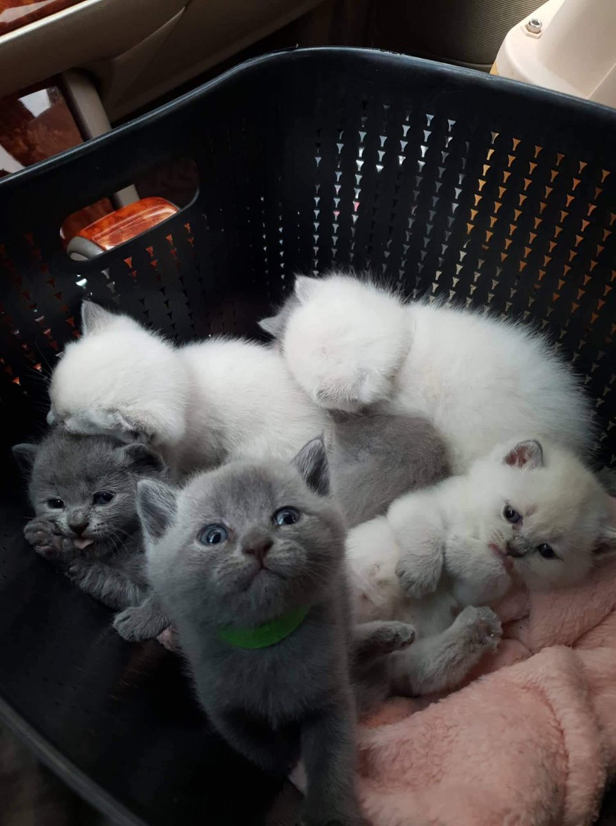 zCryptoHunter's tweet photo. It's our time! @catecoin #CateArmy #catecoin https://t.co/UHSVdWVjZt