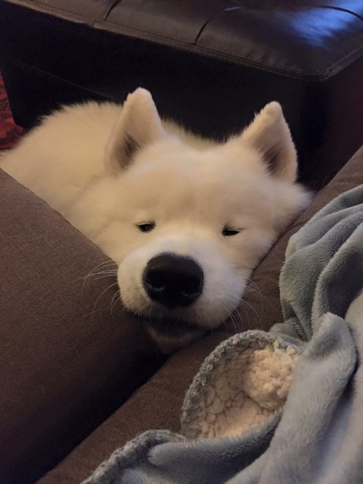 dinogodwhale's tweet photo. So cute 😍😘 https://t.co/6asTUXnT8P