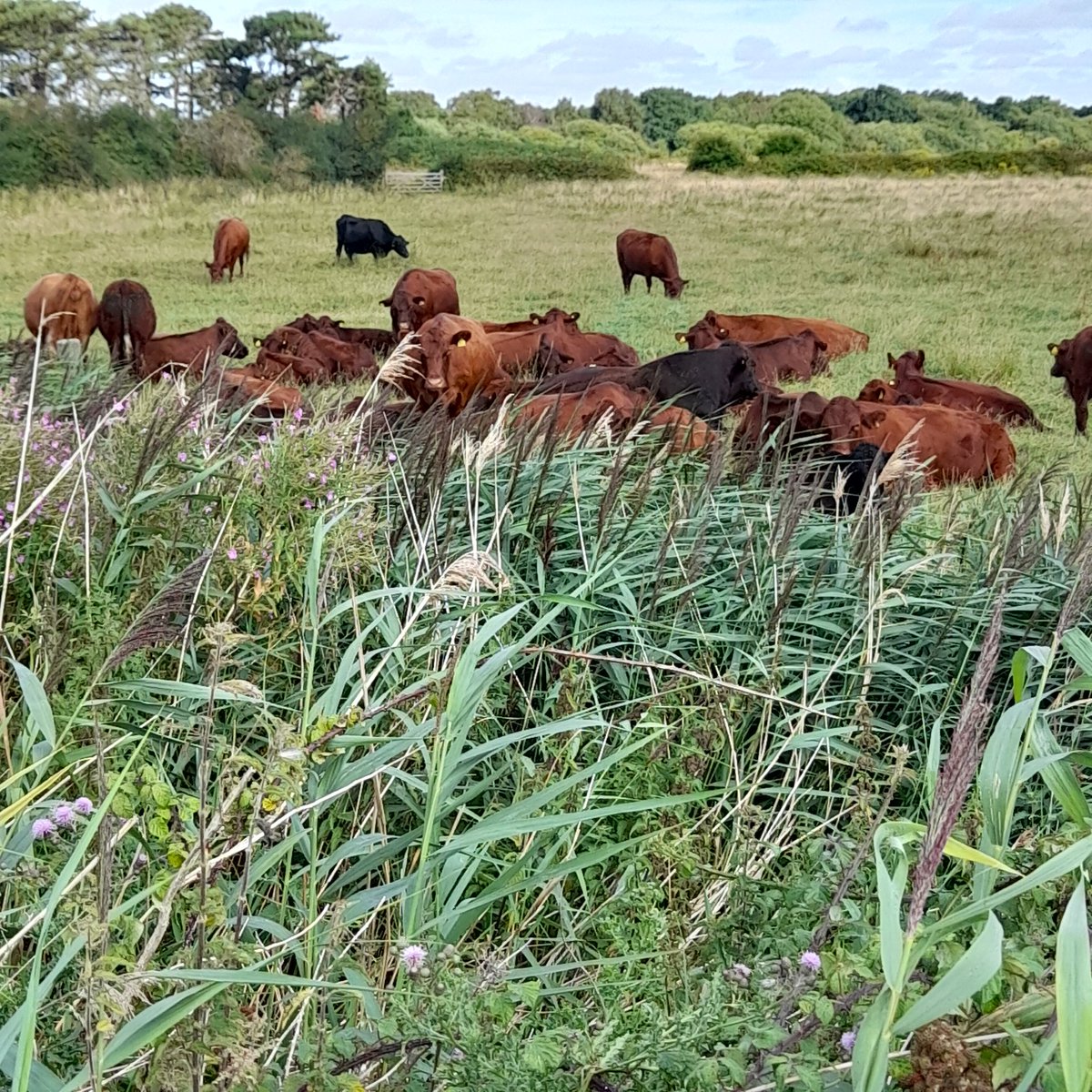 redpoll_cattle's tweet photo. @FarmsAdvice https://t.co/FYxnD11ASD