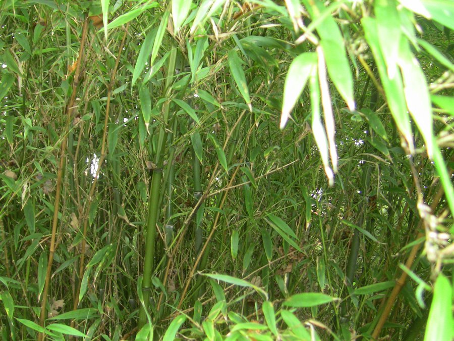 Black bamboo plants for sale UK