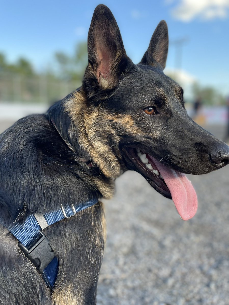 Stefani Langenegger tweet media