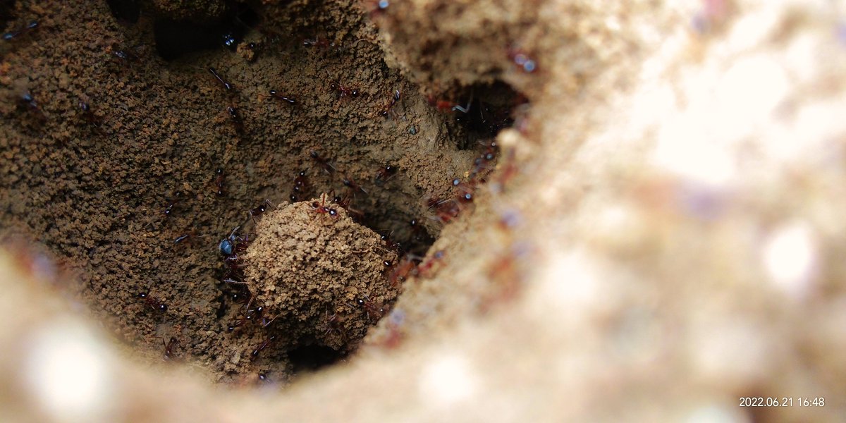 deeps550's tweet photo. #nature #photographer #photography #ant 🐜 #worldphotographyday https://t.co/iX6v1JJuUI