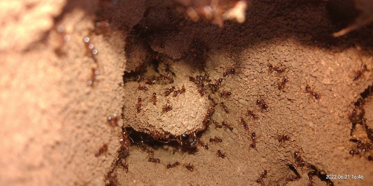 deeps550's tweet photo. #nature #photographer #photography #ant 🐜 #worldphotographyday https://t.co/iX6v1JJuUI