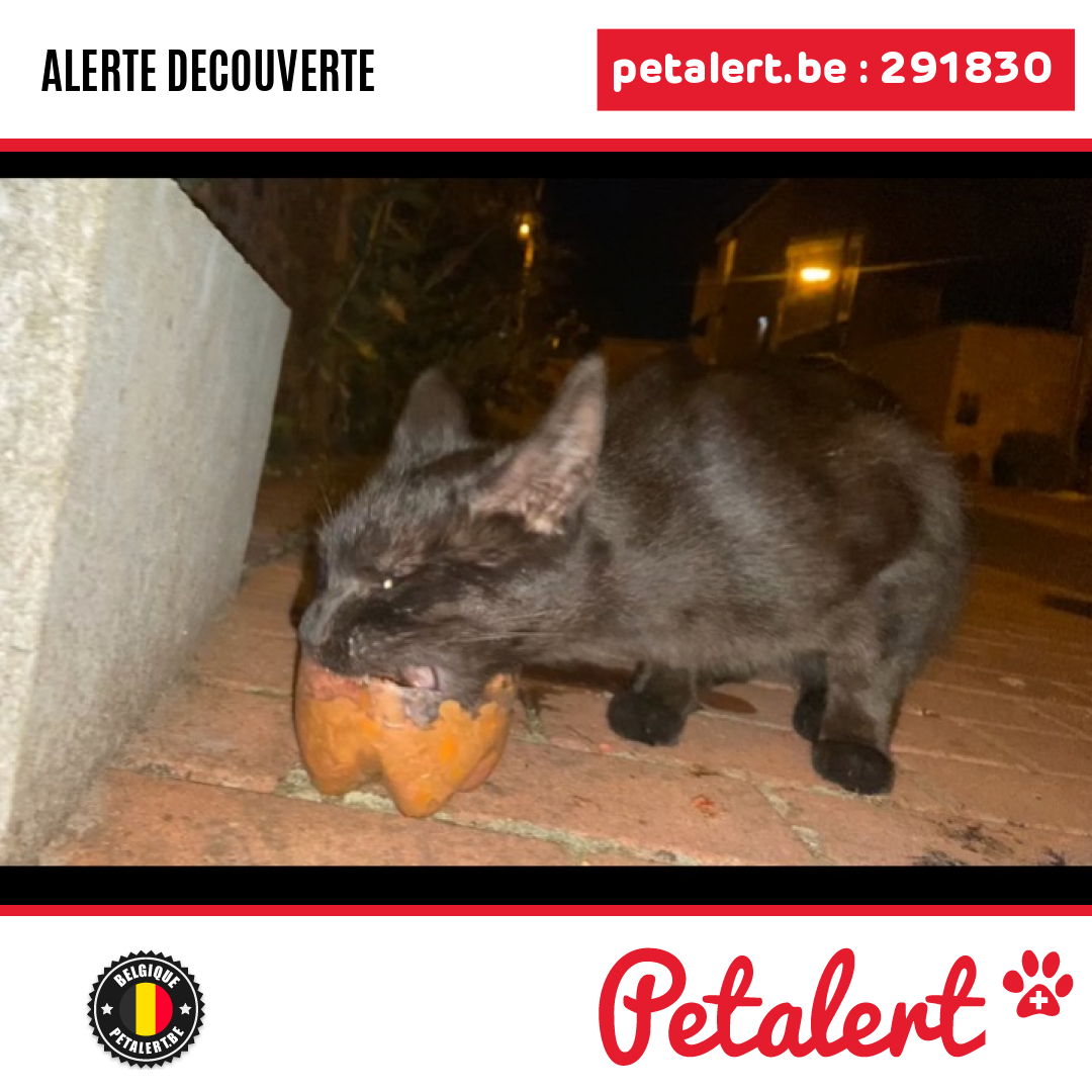 petalert_be's tweet photo. Trouvé #Chat #Hainaut #Frameries #Petalert  #PetAlertWHT / https://t.co/0h3NzwfKM2 https://t.co/7vwZLpl0H6