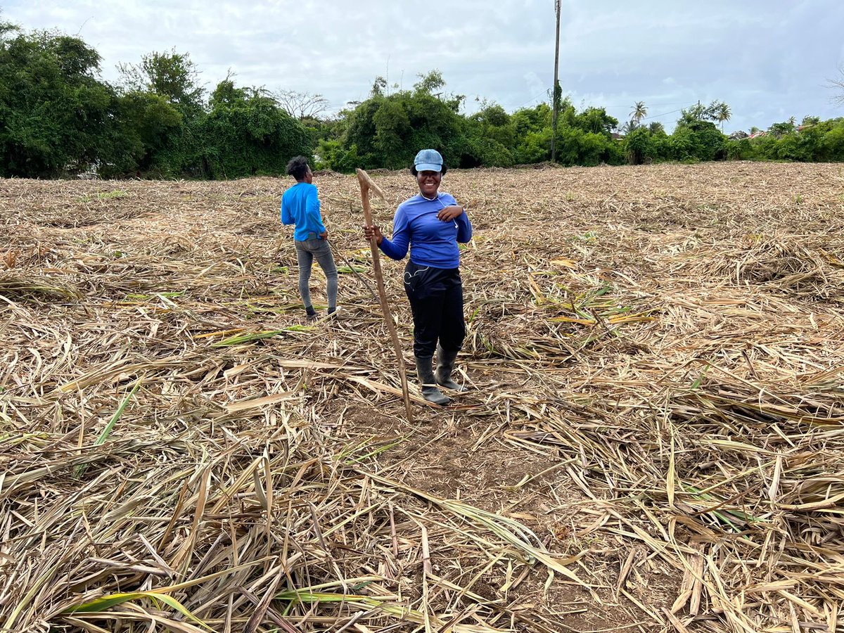 Post-harvest clean up and maintenance at Westerhall Farm.