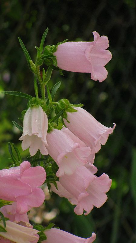 lavieestbelIe's tweet photo. Pink bellflowers https://t.co/GzA4IX2kg7