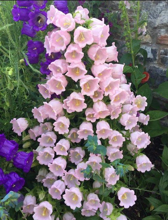 lavieestbelIe's tweet photo. Pink bellflowers https://t.co/GzA4IX2kg7