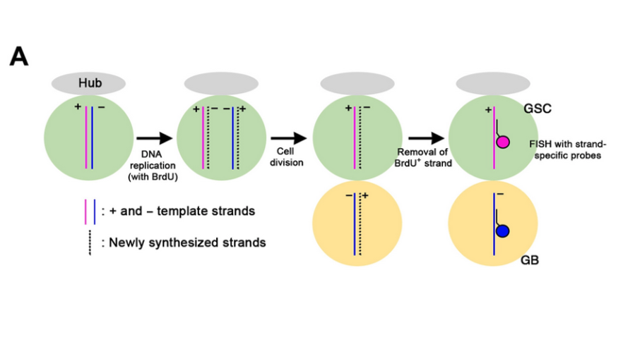 LaskerFDN's tweet photo. Indra, a previously uncharacterized zinc finger protein, binds to rDNA to mediate nonrandom sister chromatid segregation (NRSS). This is the first evidence that NRSS is directed by a specific chromosome region. https://t.co/4PcDMEqI4x
@yamashitaflylab @GeorgeWatase https://t.co/SsM5kBMA0V