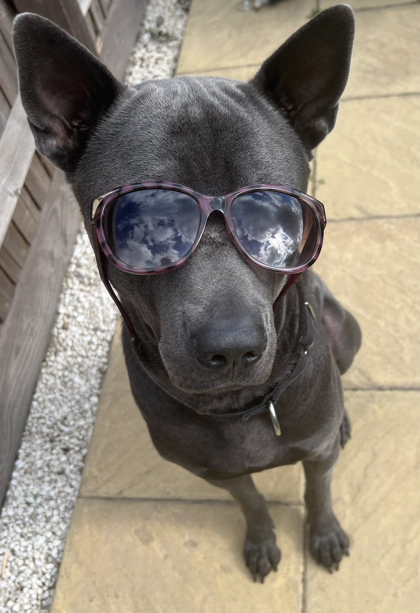 BabbieMac84's tweet photo. Gotta testify. Come up in the spot lookin' extra fly 'Fore the day I die, I'ma touch the sky #DogsofTwittter #dogsarefamily #extrafly https://t.co/fF0JDQWrl2
