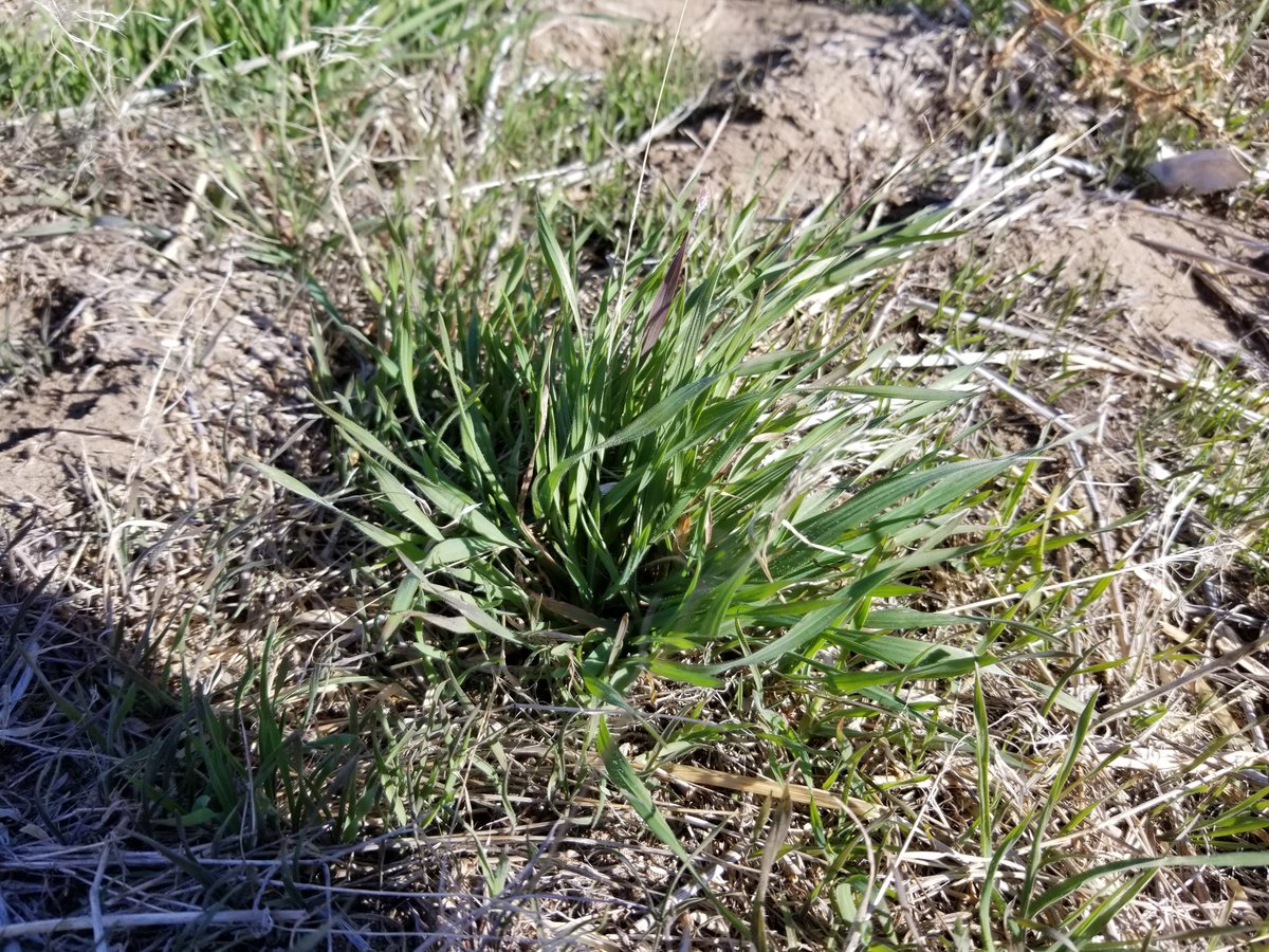 #westcdnag, in 2021 we confirmed glyphosate-resistant (GR) downy brome in southern Alberta. Any farmers/agronomists suspecting GR downy brome are encouraged to submit a sample for free diagnostic testing. DM me for sample submission details. PLEASE RT.