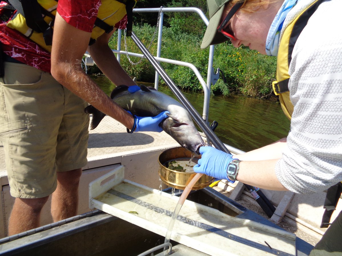 SDSUFishEcology's tweet photo. Time away from the desk seeing what fish are eating in SD impoundments. #fish #FishSci https://t.co/J2PsoOBdNV