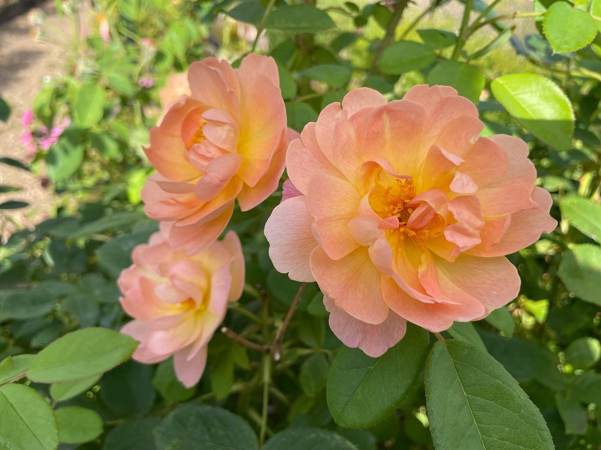 Head Gardener (@bishopsgardens) on Twitter photo Tomorrow we are open to raise money and awareness for <a href="/NgcnetGreen/">Norfolk Green Care Network</a> (The Norfolk Green Care Network) between 12.00-16.00.
For more info on the Network visit:
ngcn.uk
We hope to see you there!
#Garden #Norwich #ClimateAction Tomorrow we are open to raise money and awareness for <a href="/NgcnetGreen/">Norfolk Green Care Network</a> (The Norfolk Green Care Network) between 12.00-16.00.
For more info on the Network visit:
ngcn.uk
We hope to see you there!
#Garden #Norwich #ClimateAction