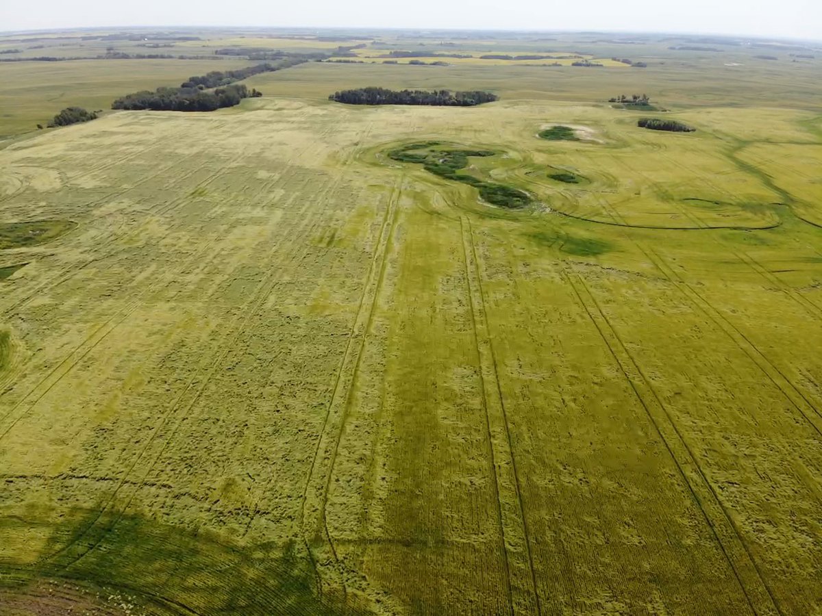 amysweettweet13's tweet photo. Well Moddus worked ok on our barley.  Good call @MarseuGordon! 😉 https://t.co/RYo5UMcGPF
