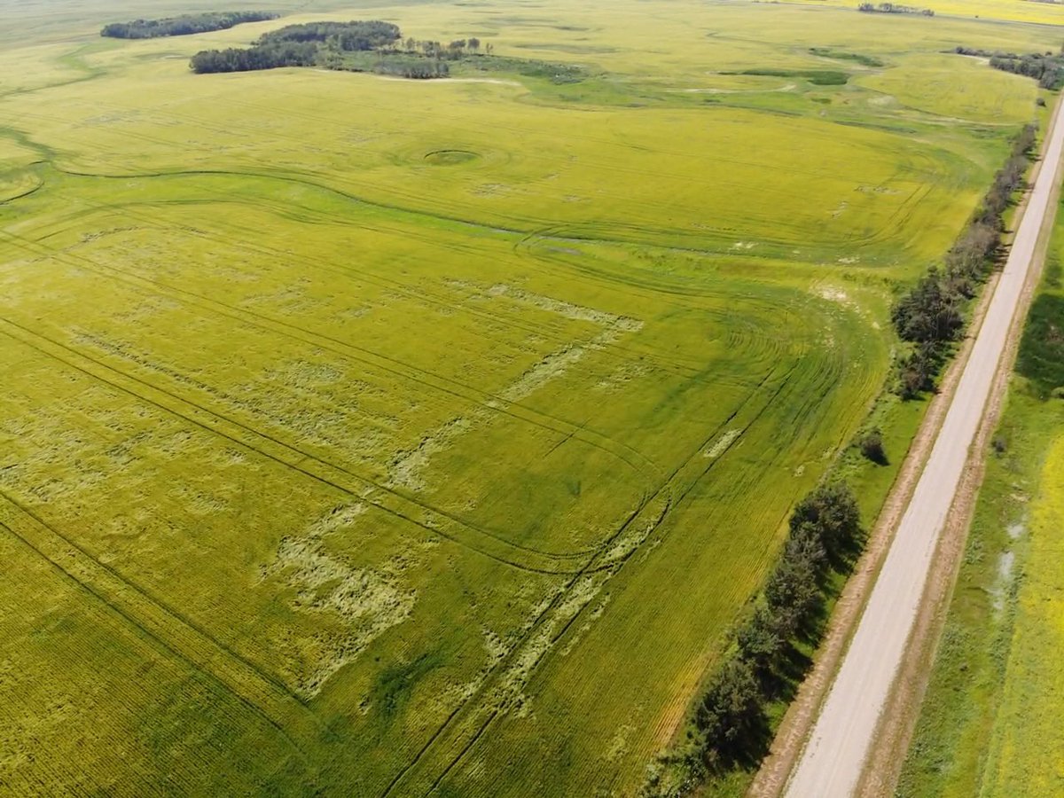 amysweettweet13's tweet photo. Well Moddus worked ok on our barley.  Good call @MarseuGordon! 😉 https://t.co/RYo5UMcGPF