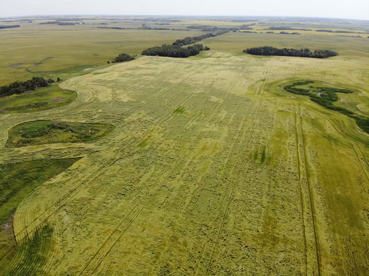Well Moddus worked ok on our barley.  Good call <a href="/MarseuGordon/">Marseu Gordon</a>! 😉