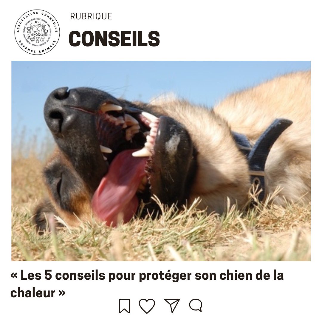 a_g_d_a's tweet photo. Les 5 conseils pour protéger son chien de la chaleur #AGDA 
👉 https://t.co/gxpVFl8A2S https://t.co/Cea5Rp0MAN
