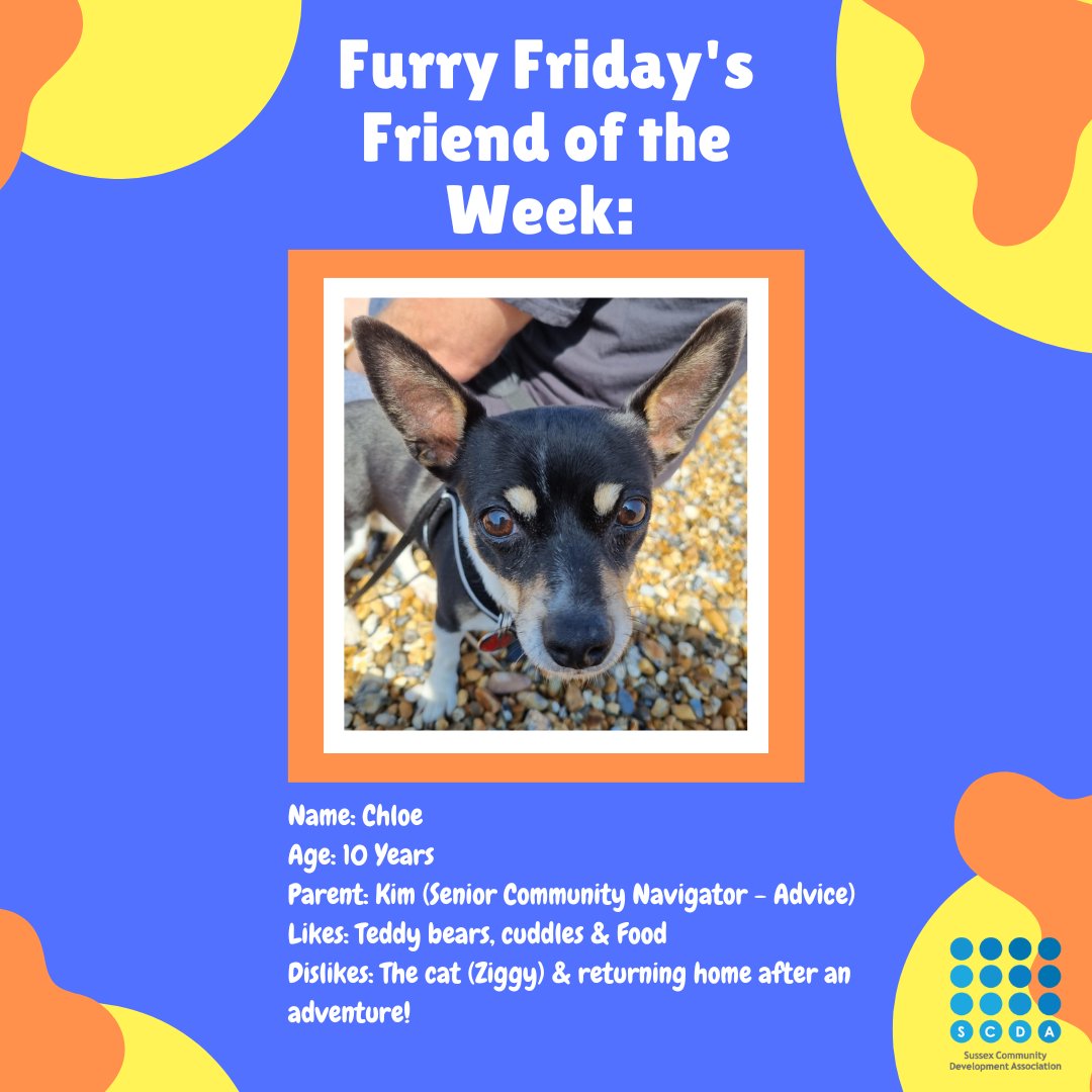 SCDAAdvice's tweet photo. Furry Friday's Friend of the week: CHLOE! 🐾
Our friend Chloe is 10 years old 
Chloe's human is Kim, who is the wonderful Senior Community Navigator for the Advice Team.
Chloe loves her teddy bears, cuddles and food
She dislikes the cat Ziggy and returning home after a walk! https://t.co/1wSpR7tjII