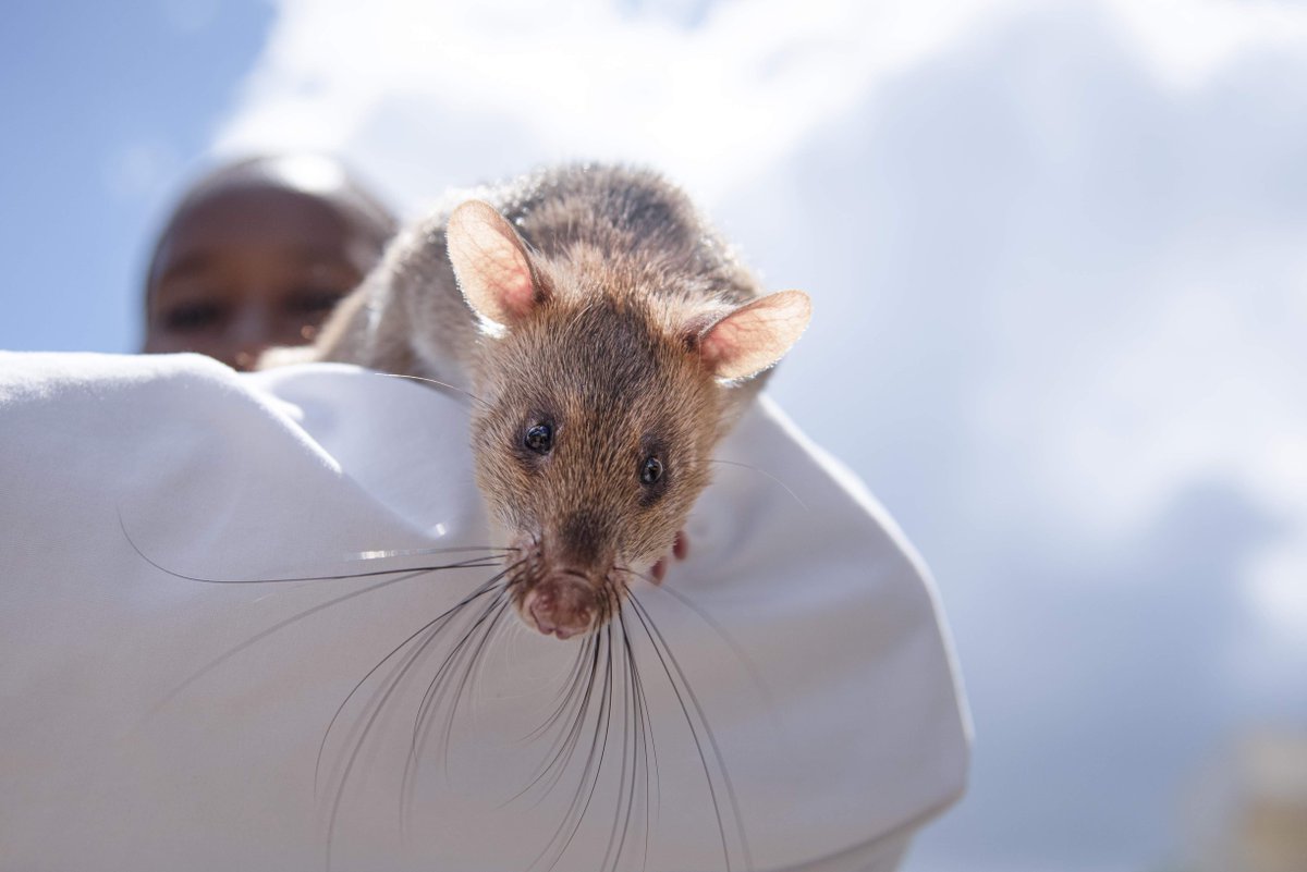 herorats's tweet photo. This is Carolina. She is trained to sniff out tuberculosis!
Adopt her and help us to stop TB: https://t.co/0PKuJayy2j https://t.co/zepRzGCIS0