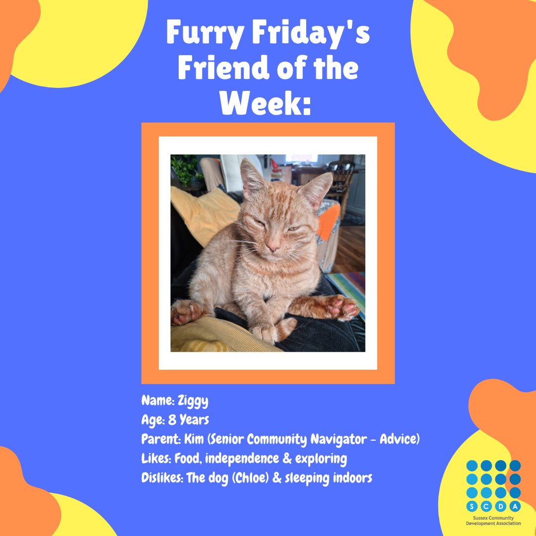 SCDAAdvice's tweet photo. Furry Friday's Friend of the week: ZIGGY! 🐾
Our friend Chloe is 7 years old.
Ziggy's human is Kim, who is the wonderful Senior Community Navigator for the Advice Team.
Ziggy enjoys being independent, exploring and food!
He dislikes the dog Chloe  and sleeping indoors. https://t.co/rDsaK9CkL1