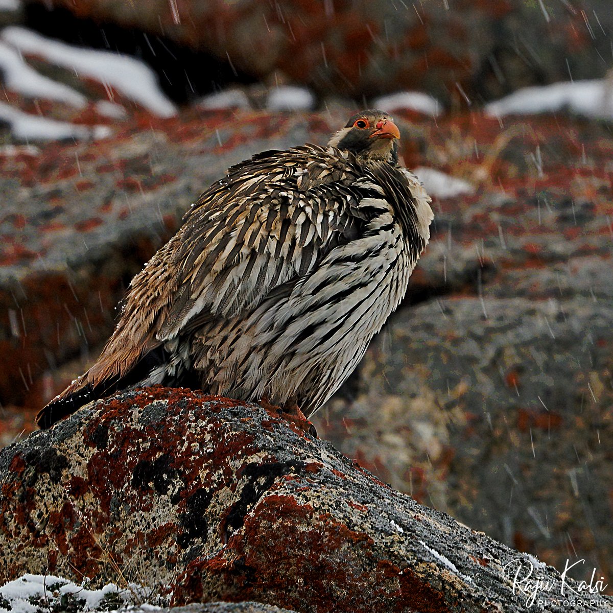 rajivkalsi's tweet photo. Tibetan Snowcock, Ladakh, June 2022
@Team_eBird @Canon_India
#CapturedOnCanon #CanonPhotography #bbcwildlifePOTD #IndiAves #Birding #birdphotography #BirdTwitter #wildlifephotography #SPmagazine #Ladakh https://t.co/rLpay8bhT6