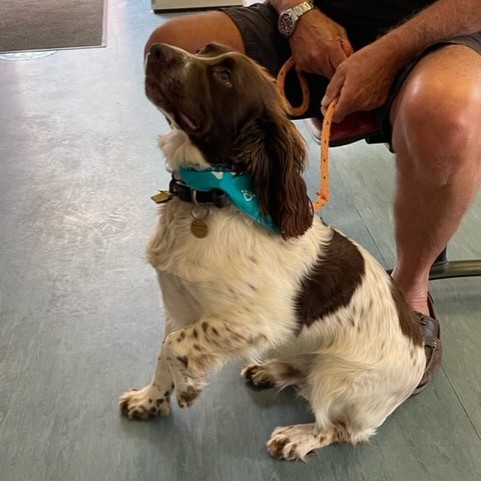 Meet Alfie, a 1 year old Springer Spaniel. He came into our Stapenhill practice for his annual booster and collected his flea and worm treatment....he also looks very handsome sporting his new bandanna!! 😍

#ScarsdaleVets #pet #puppy