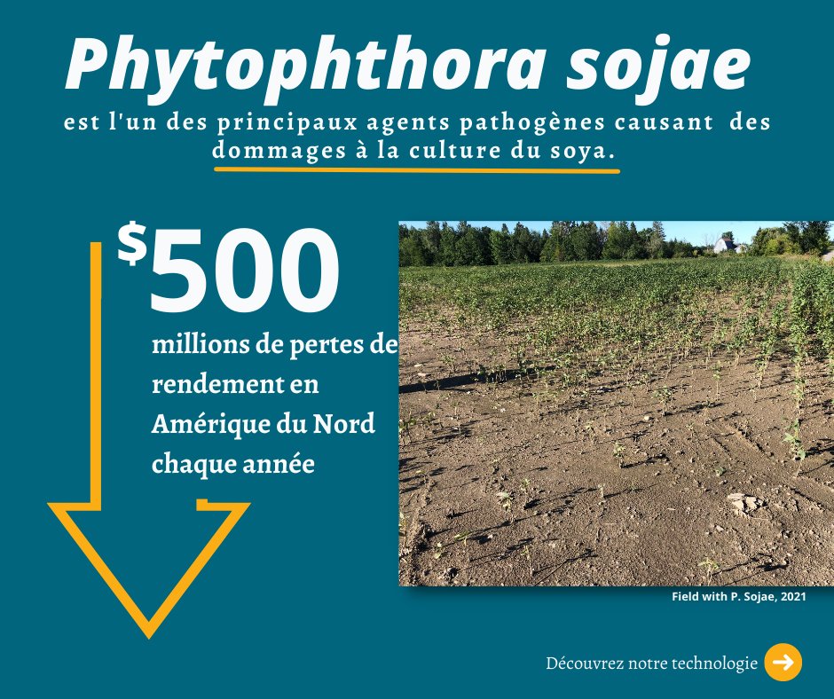 Demandez à votre conseiller agronomique comment AYOS peut vous aider à contrer les pertes reliées à la pourriture phytophthoréenne. 

Découvrez notre service en 3 étapes simples :  zcu.io/qTBl