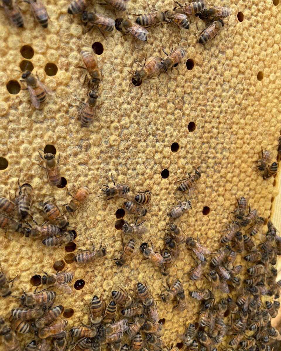 bayviewglen's tweet photo. What's the buzz with our #BVGBees? During their visit last week, our beekeepers noted how productive the hive has been and that the forager bees are filling the top two boxes with honey. 🐝
#BVG2022 #BeeUpdate #BVGSchool https://t.co/1womUOkQVy