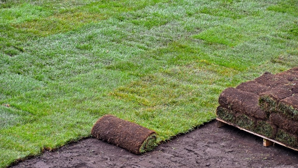 scoschro's tweet photo. Sod for Your Yard: The Idea May Grow on You https://t.co/tyNt9rIplt https://t.co/Asi9ckVjWL