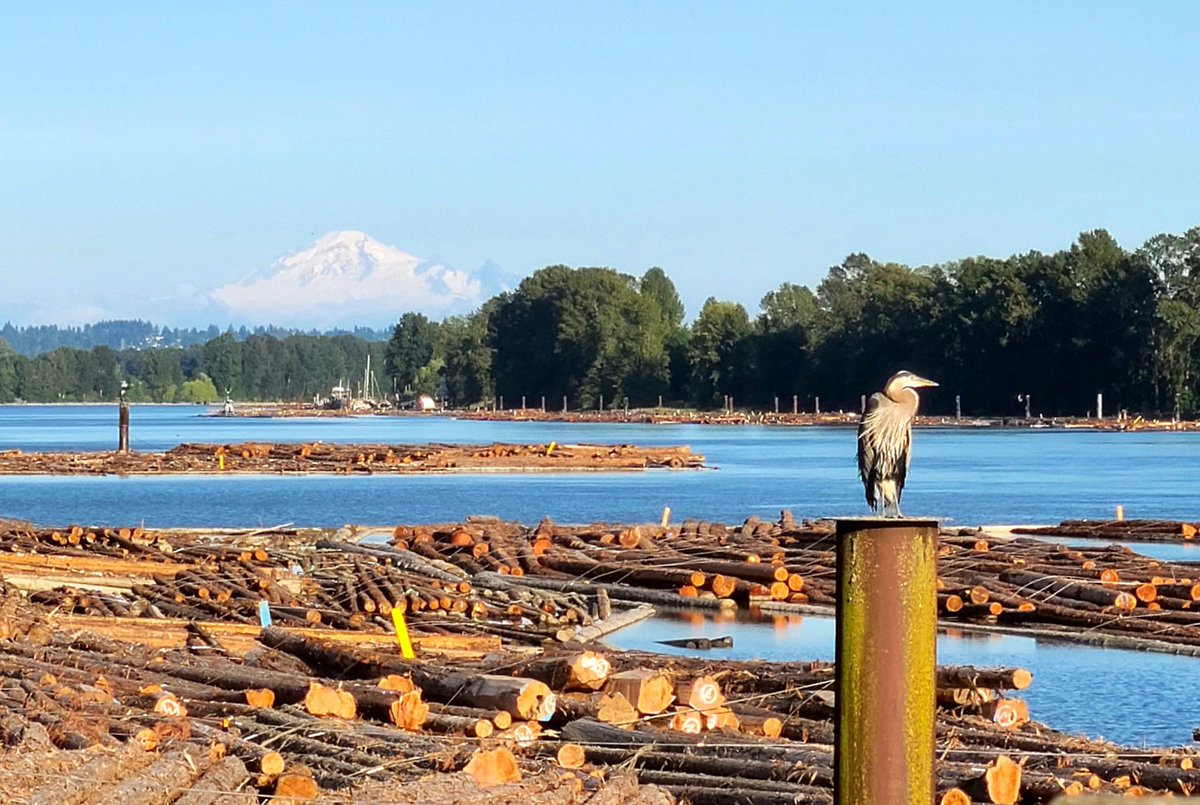 howyougo's tweet photo. Hello August! 
#August #summerinthecity #bcstorm #Vancouver #blueskies #mtbaker #wildlife #Stormhour #Westcoast #moon #sunset #byebyejuly  #sunrise #summer  #ShareYourWeather https://t.co/rXNbkxO27E