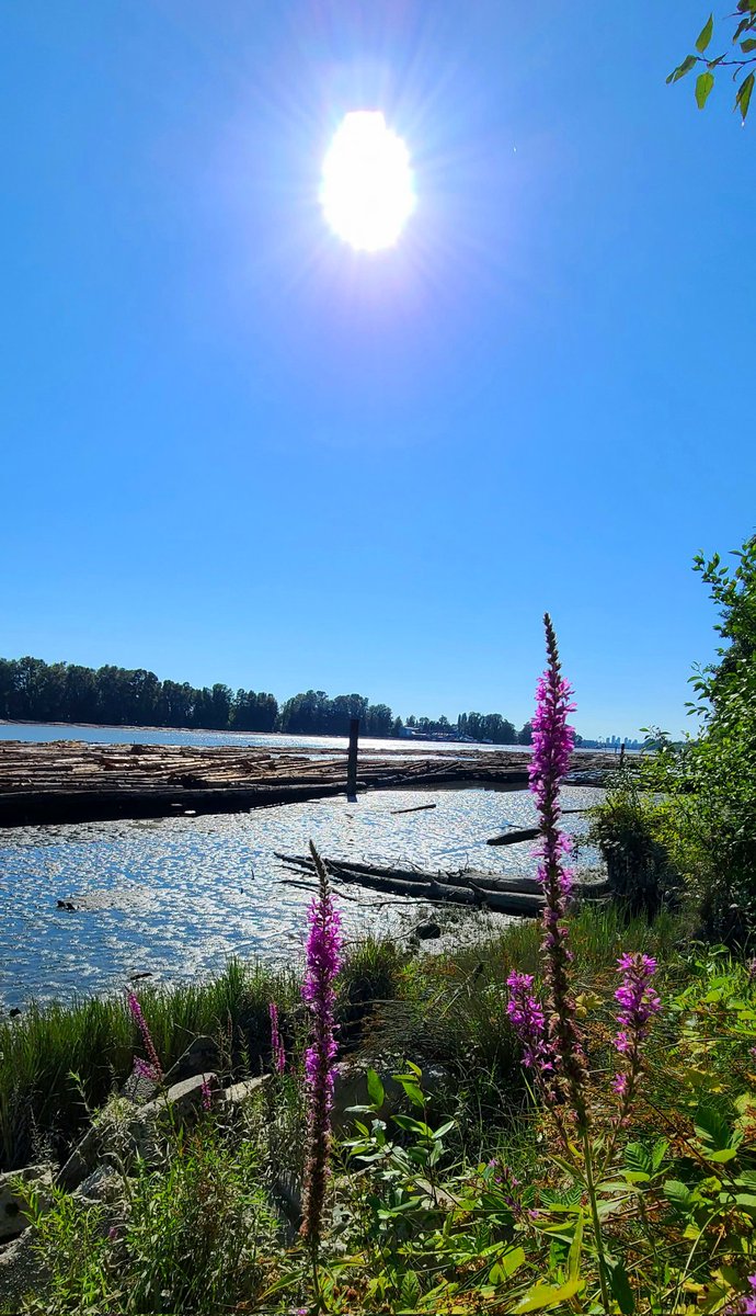 howyougo's tweet photo. Hello August! 
#August #summerinthecity #bcstorm #Vancouver #blueskies #mtbaker #wildlife #Stormhour #Westcoast #moon #sunset #byebyejuly  #sunrise #summer  #ShareYourWeather https://t.co/rXNbkxO27E