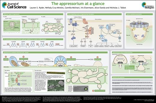 Our latest poster: 'The appressorium at a glance' by Talbot &amp;co <a href="/talbotlabTSL/">Nick Talbot</a> <a href="/TheSainsburyLab/">The Sainsbury Laboratory</a> <a href="/Ryder_Lauren1/">Lauren Ryder</a>   <a href="/NeftalyCM/">Neftaly Cruz Mireles</a> @CamilaMolinari3 <a href="/iris_eisermann/">Iris Eisermann</a>  <a href="/AliceEseola/">EseolaAlice</a>. #openaccess thanks to  <a href="/Co_Biologists/">The Company of Biologists</a>' #Readandpublish agreement with <a href="/Jisc/">Jisc</a>: ow.ly/KqUz50KarT3