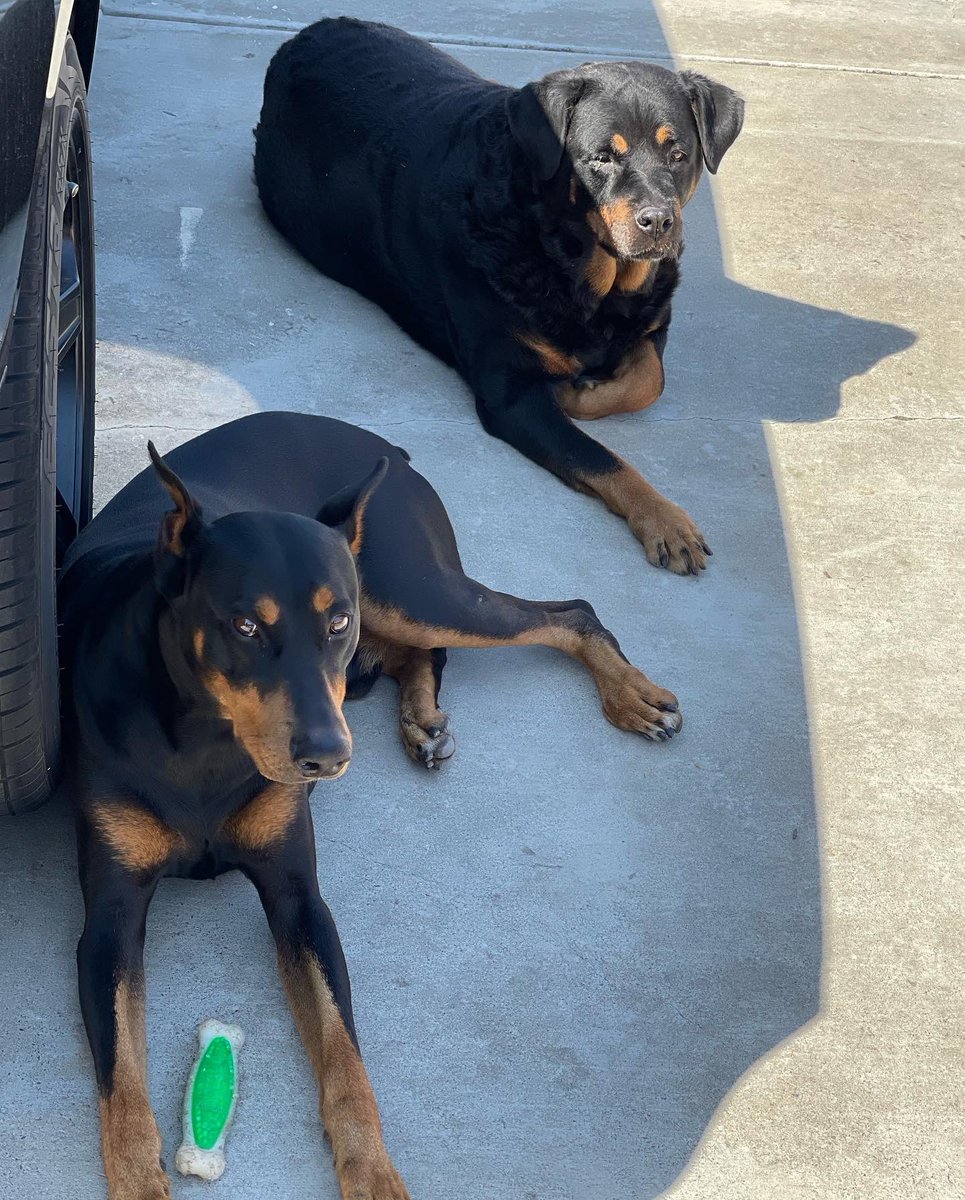 MamaGrass420's tweet photo. Who protects your garden and farm? We’ve got a #DobermanPinscher and #GermanRottweiler trained and ready. In training currently: 4 month old #CaneCorsoLabrador puppy. Share ⬇️ who guards yours. #SecurityDogs #FamilyDogs #DogsOfCannabis #CannabisDogs #DogsOfTwitter #Mmemberville https://t.co/poFWyWEsyW