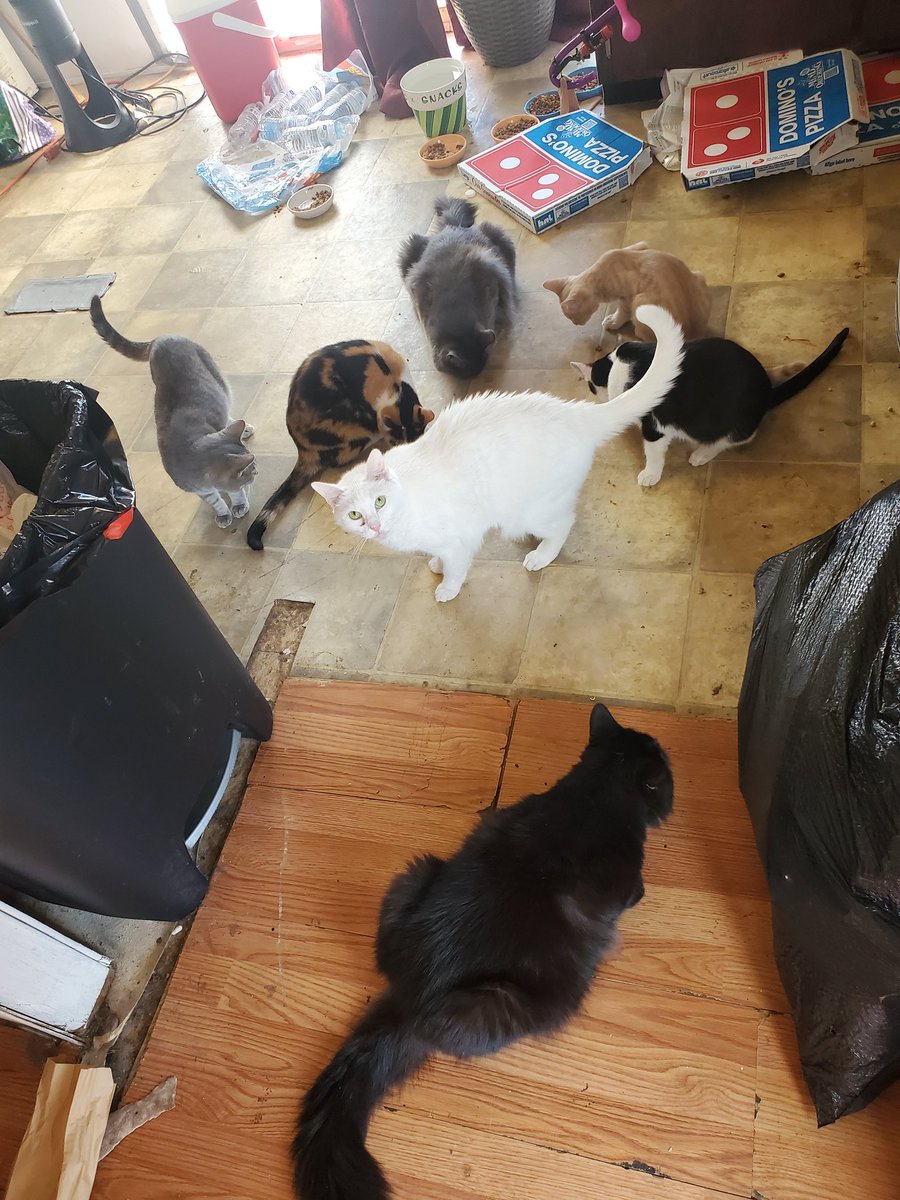 EwwItsCat's tweet photo. plaes send help moem keps geting cates when wull it stoep

meom thenks she is a '"paerty gode,' ore sumthjng 🙄🙄🙄 https://t.co/wsLs1fKO4L