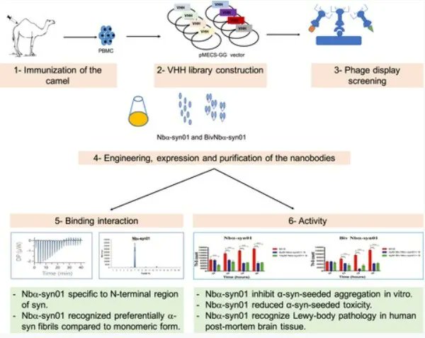 FEBSJournal's tweet photo. 📝Novel engineered nanobodies specific for N-terminal region of alpha-synuclein recognize Lewy-body pathology and inhibit in-vitro seeded aggregation and toxicity 

✏️Omar M. A. El-Agnaf and colleagues @QatarUniversity @UniofNewcastle 
🔗https://t.co/LMYSGZxugr https://t.co/3ypxr58x7b