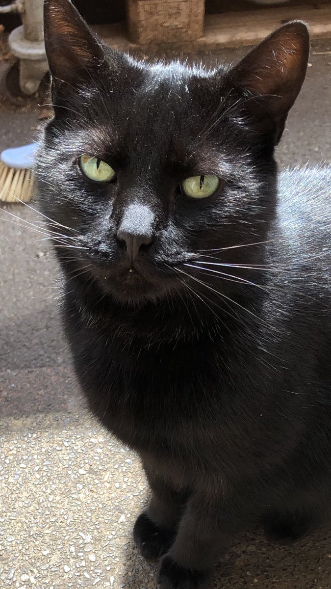 JesseandGiz15's tweet photo. Magic our stray #visitingcat #whiskerswednesday #panfursquad https://t.co/e1Fz3jtoWB