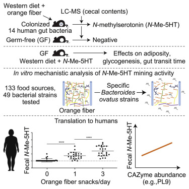 washu_pathology's tweet image. Jeffrey Gordon &amp;amp; Collaborators @WUSTLmed  published in Cell, &quot;Microbial liberation of N-methylserotonin from orange fiber in gnotobiotic mice and humans&quot;.   ow.ly/b4hI50K8UNQ