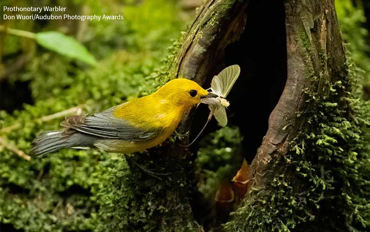 Birds are the canaries in the coal mine &amp; they're telling us that their survival—and ours—depends on urgent action on climate. This week the US Senate has a chance to do just that. Ask your senators to vote YES on historic climate legislation. bit.ly/3d0AeLo #BirdsTellUs