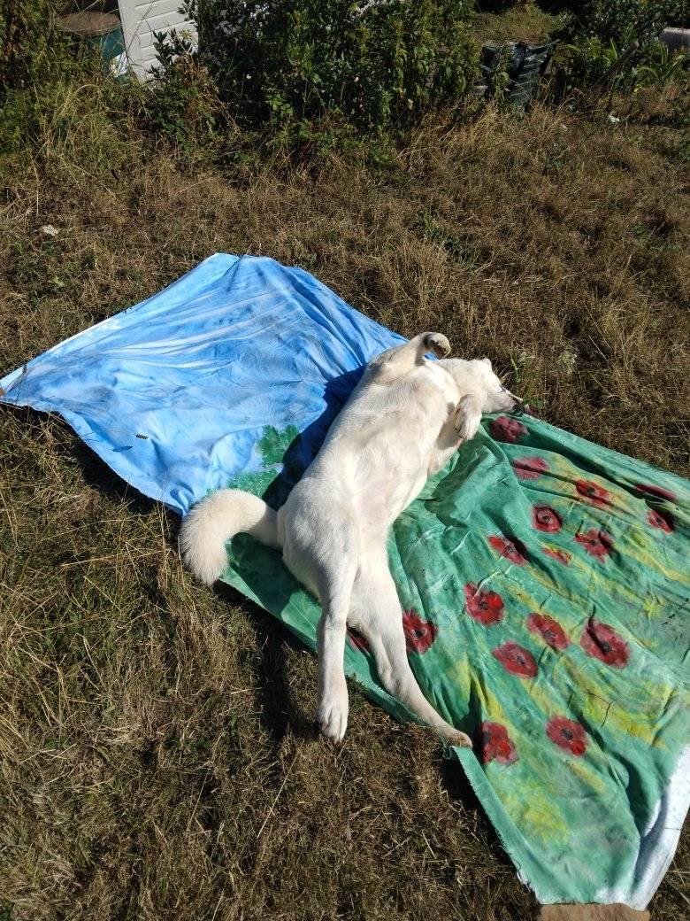 GlamorganSmallholder tweet media