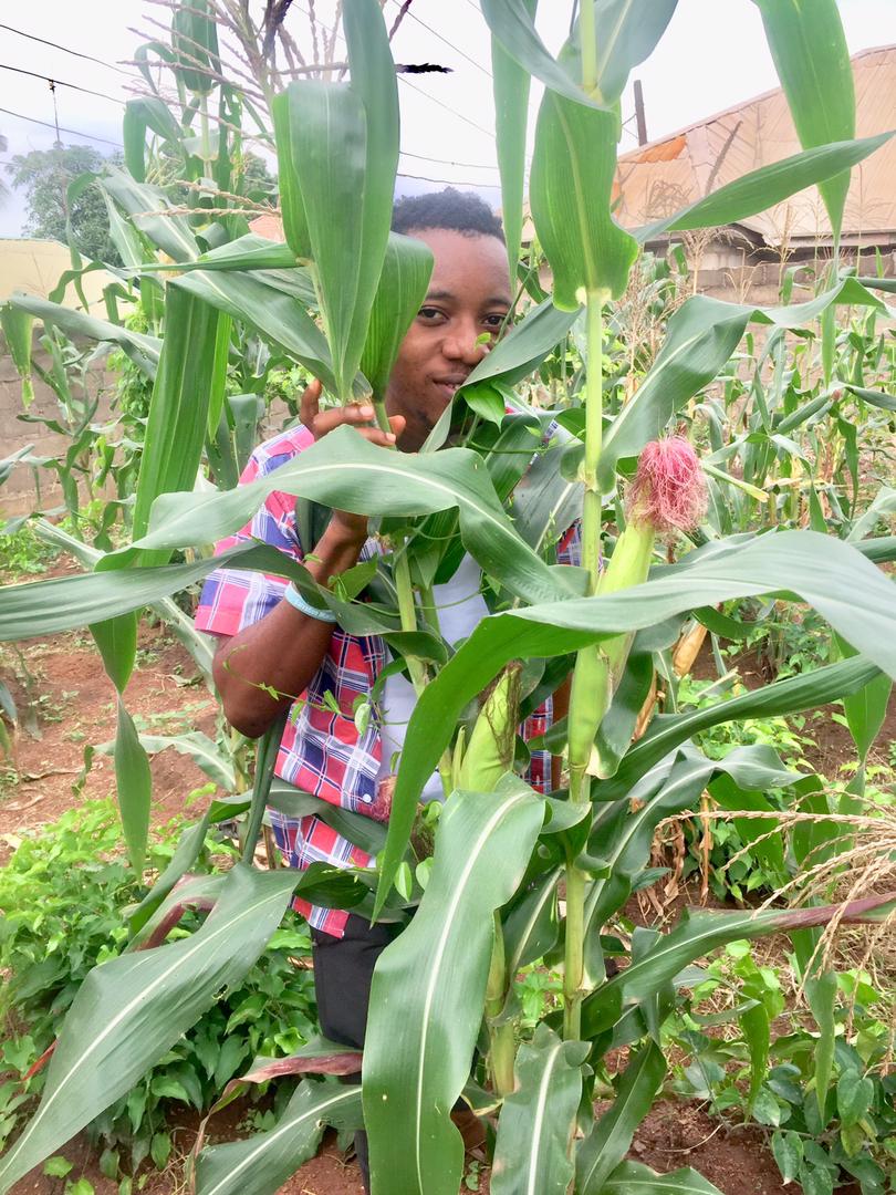 HisCaleb's tweet photo. Day 3
#BlackBotanistsWeek2022 
#DiversityIsPower
Maize (Zea mays) and Yam (Dioscorea app) farm.
Both are food, fodder and with enormous health benefit.
We are in their season in Nigeria. https://t.co/thaxvN23dI