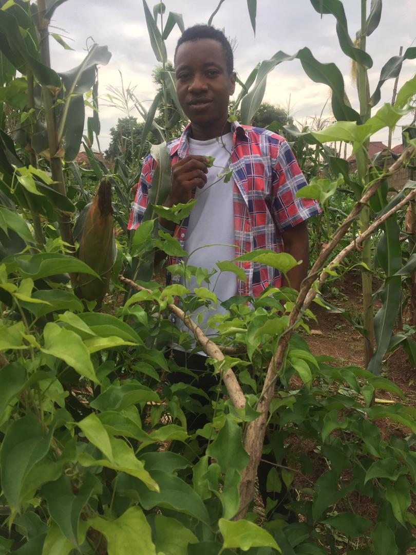 HisCaleb's tweet photo. Day 3
#BlackBotanistsWeek2022 
#DiversityIsPower
Maize (Zea mays) and Yam (Dioscorea app) farm.
Both are food, fodder and with enormous health benefit.
We are in their season in Nigeria. https://t.co/thaxvN23dI
