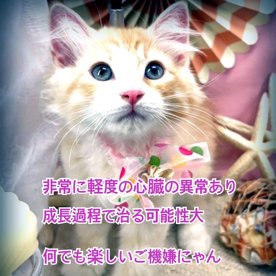 uenoforest's tweet photo. #猫の里親募集 です！
根津、上野周辺の方
#ロシブル  9カ月 #ネコカゼ
#ブリティッシュ 4カ月 #臍ヘルニア #手術済
#スコティッシュ 3ヶ月 極わずかな心臓病 
詳しくは上野の森どうぶつ病院のHP https://t.co/M7pa8QWOtM を必ずご覧下さい
面会の連絡は03-5832-9914です https://t.co/JvTSNz2SFR